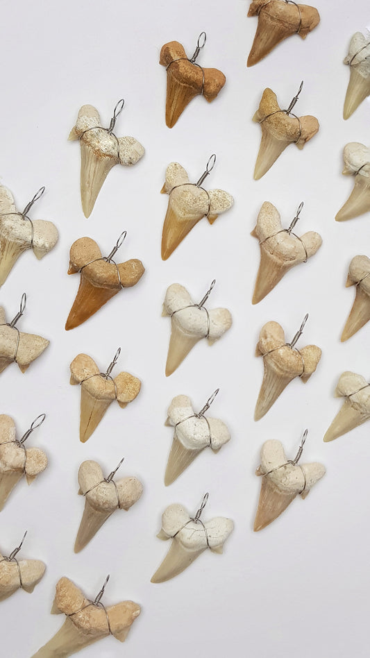 Shark Tooth Fossil Pendants
