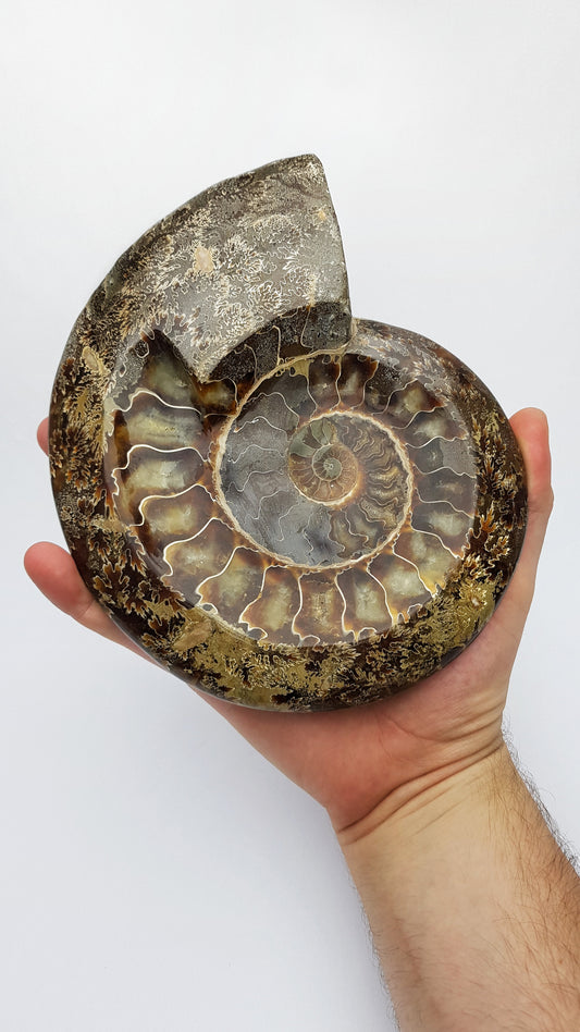 Polished Ammonite Fossil Bowl