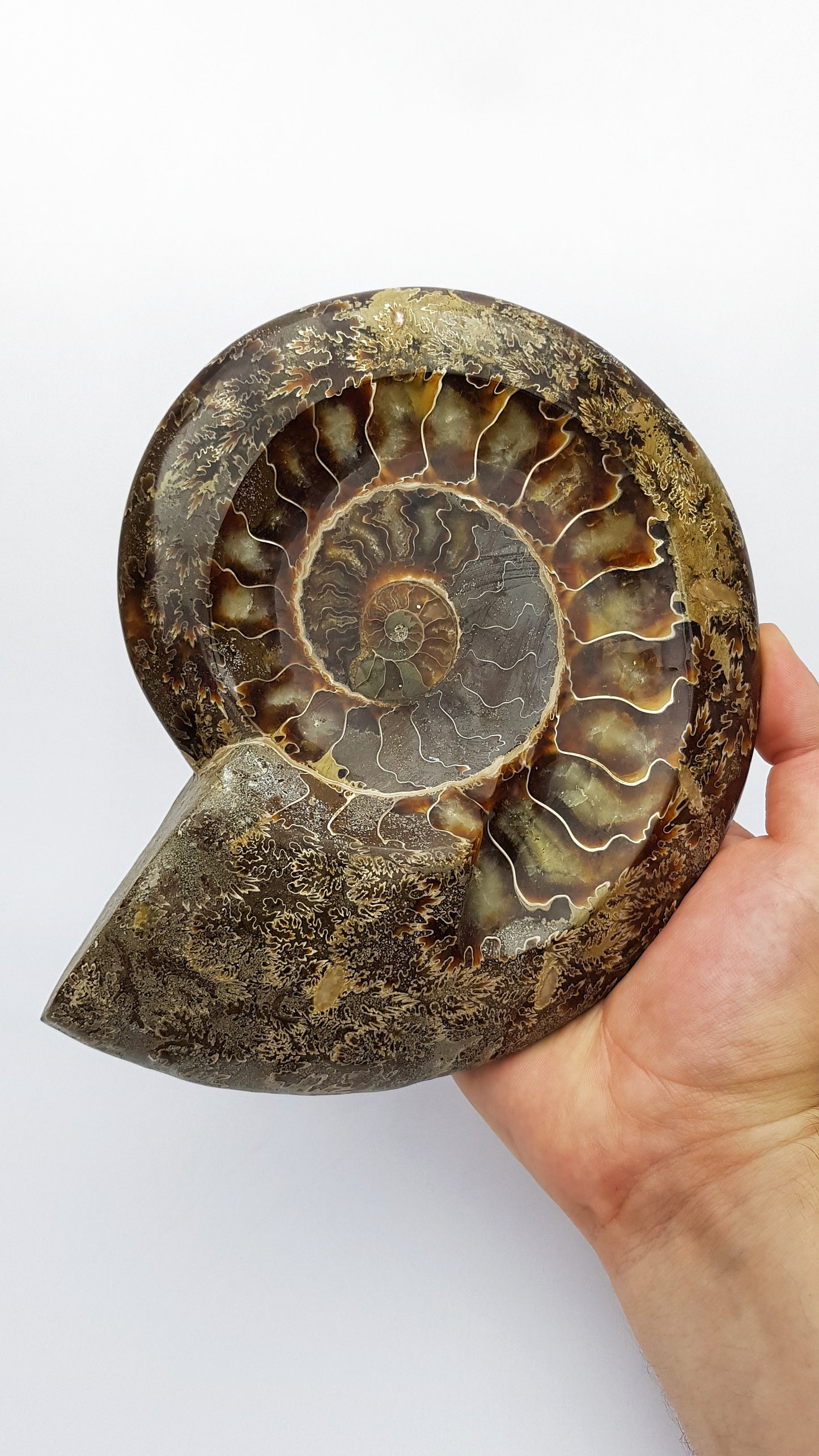 Polished Ammonite Fossil Bowl
