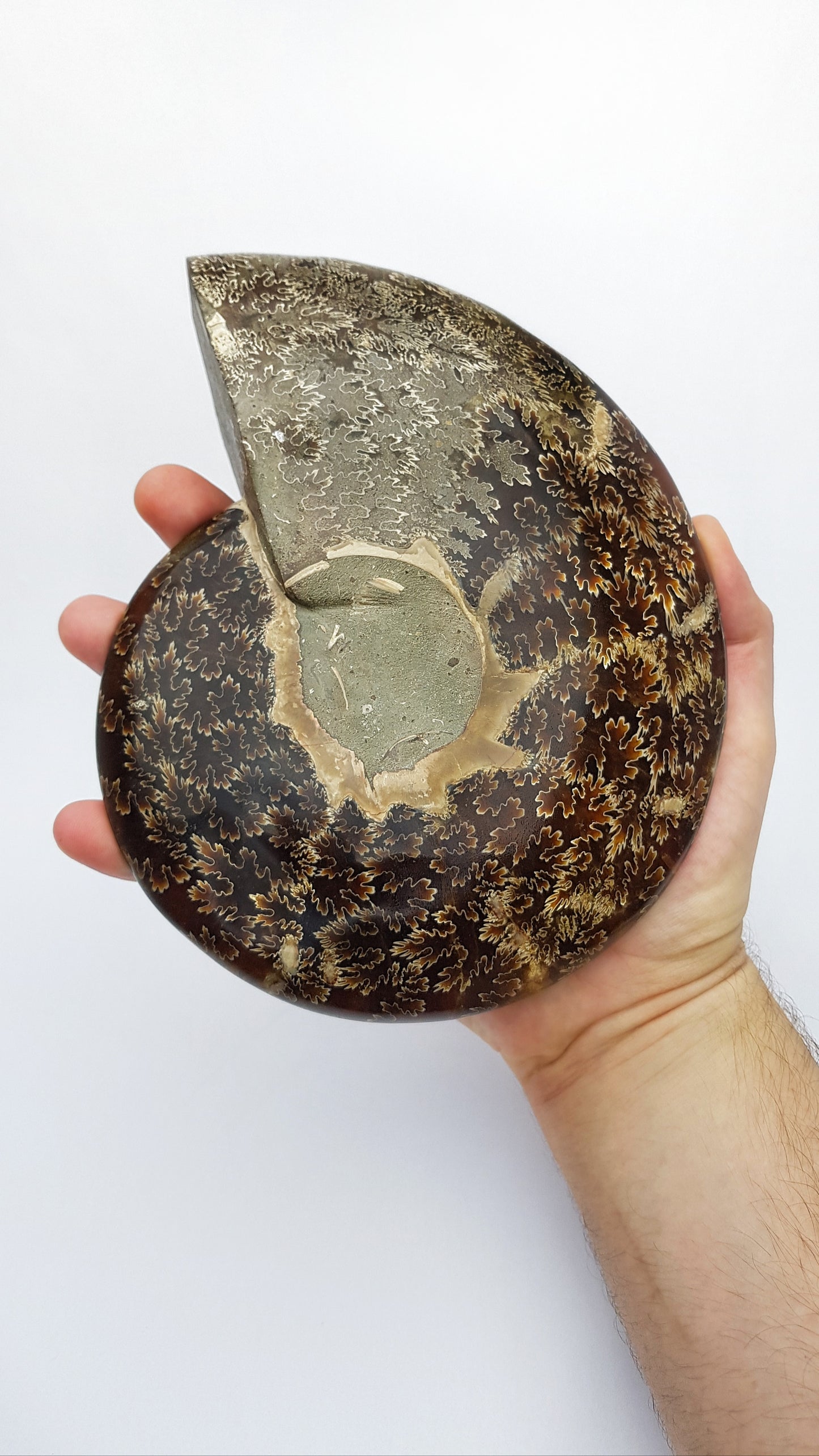 Polished Ammonite Fossil Bowl