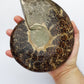 Polished Ammonite Fossil Bowl